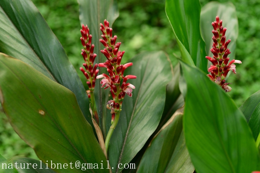 山姜 Alpinia Japonica Nature Library