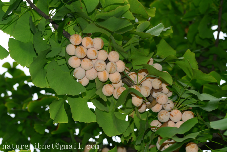 银杏 Ginkgo biloba | Nature Library