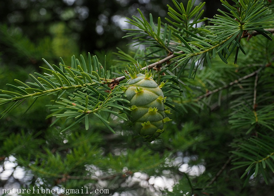 黄杉 Pseudotsuga sinensis | Nature Library