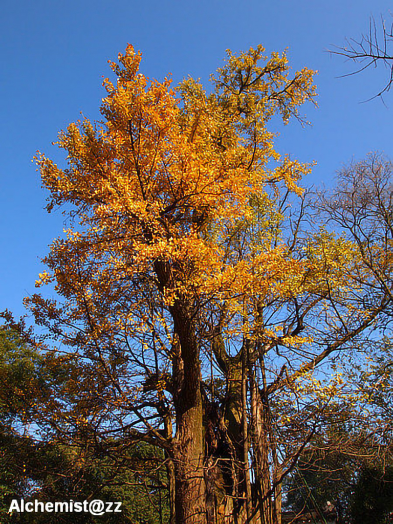 银杏 Ginkgo biloba | Nature Library