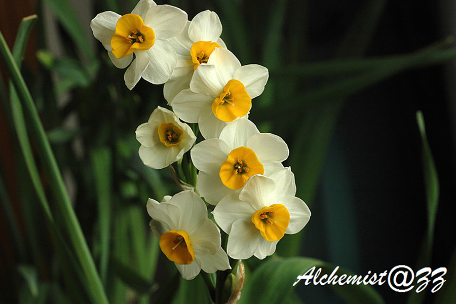 水仙 Narcissus tazetta subsp. chinensis Nature Library