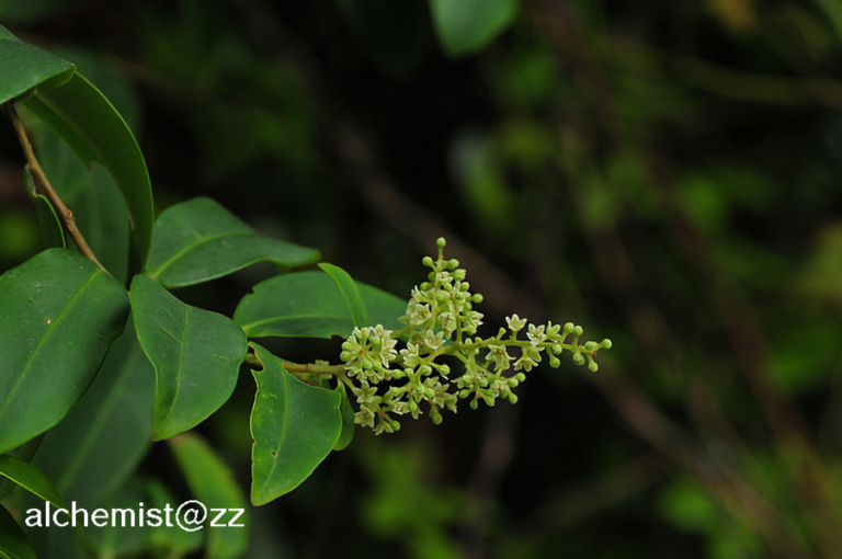 白花酸藤果Embelia ribes | Nature Library