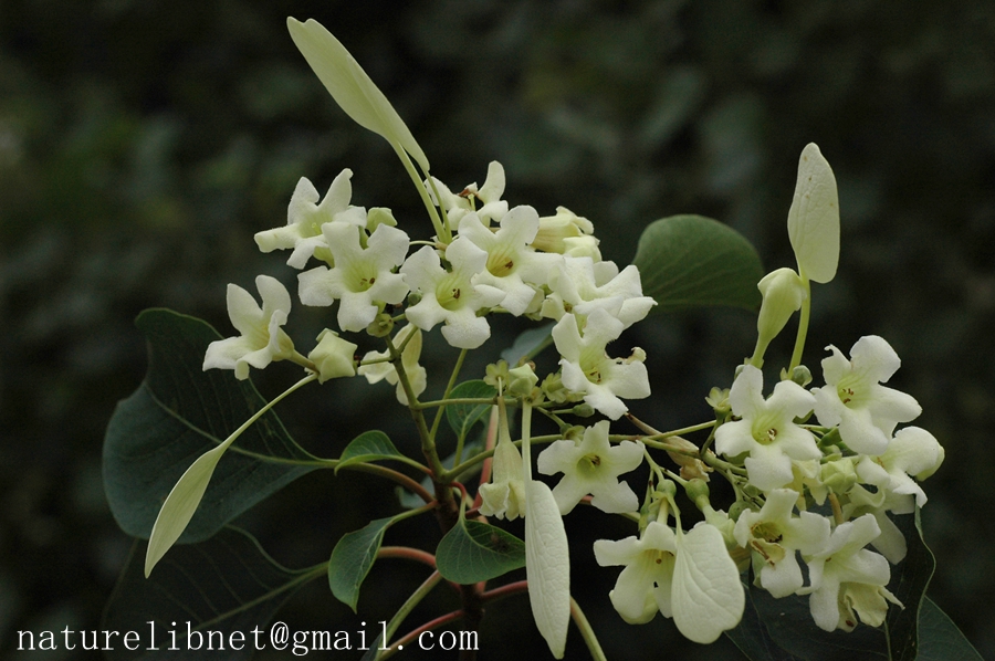 香果树 Emmenopterys henryi Nature Library