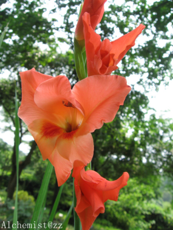 Gladiolus in pots image