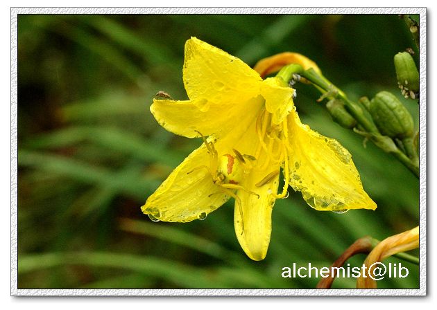 A crab spider on the citron daylily flower